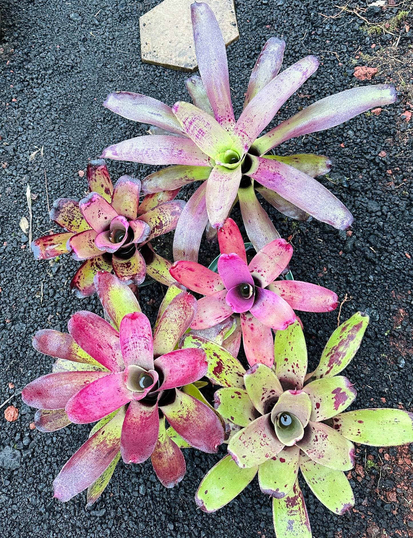 Assorted Neoregelia