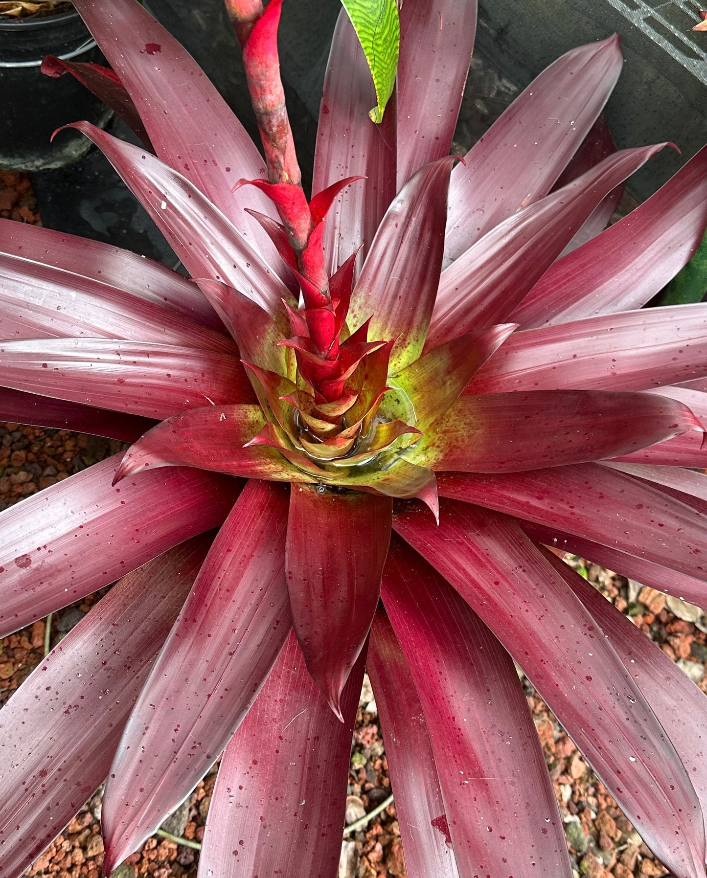 Alcantarea vinicolor ‘Hawaiian Red’