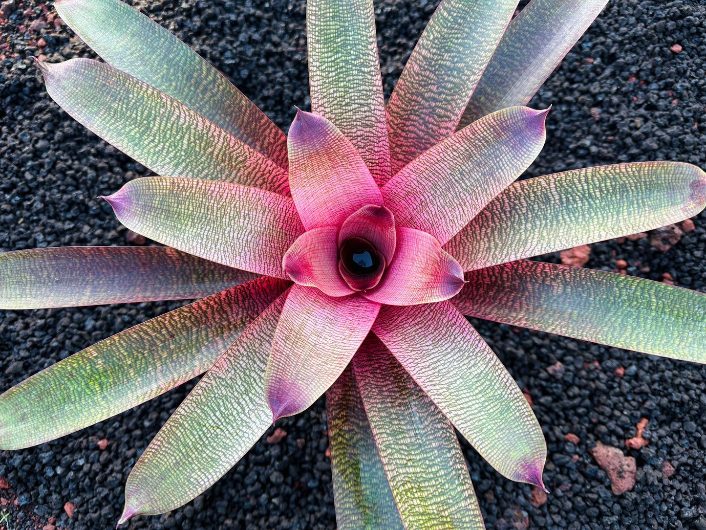 Vriesea ‘Hawaiian Pink Lady’ F2