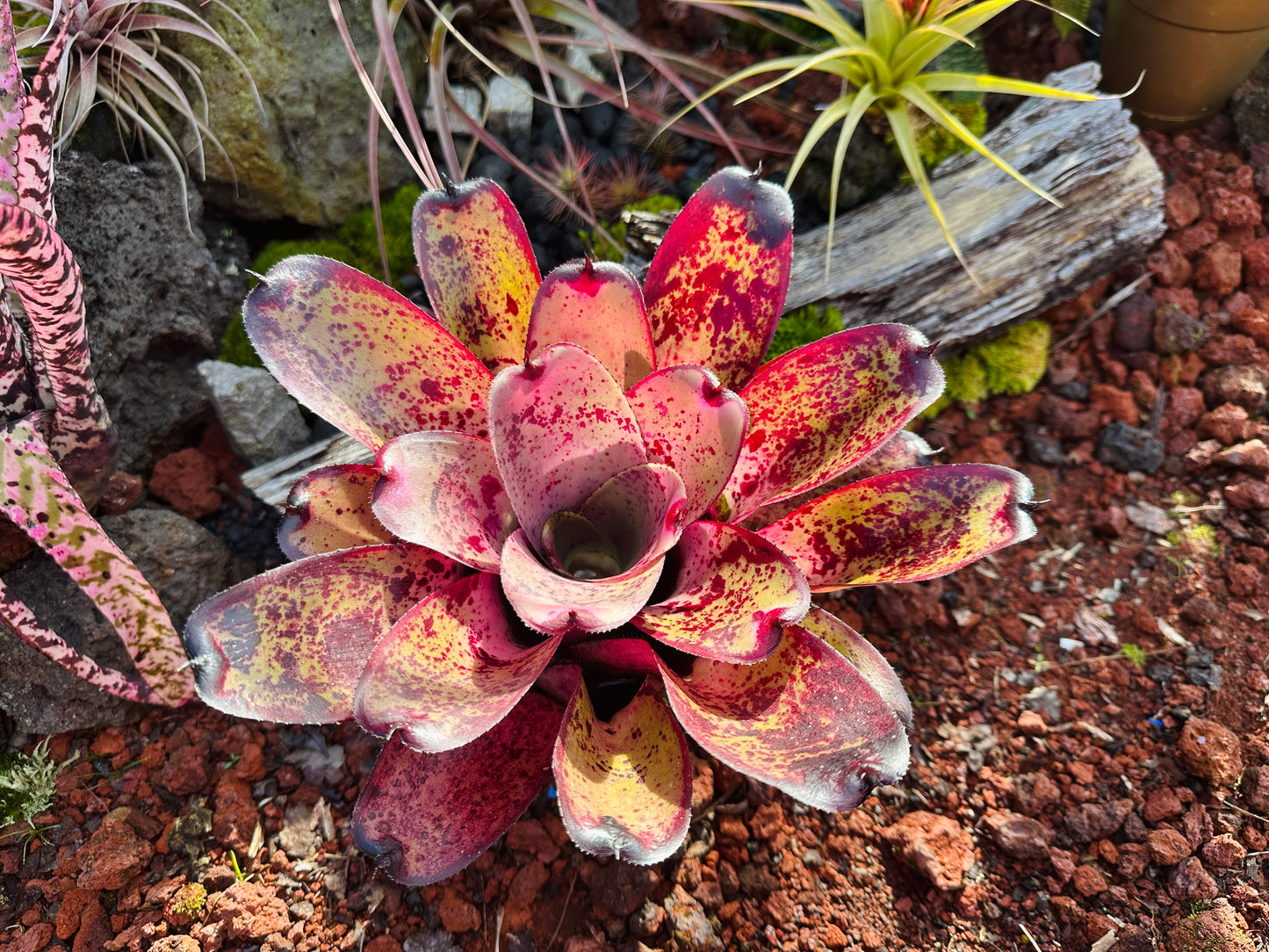 Neoregelia hybrid