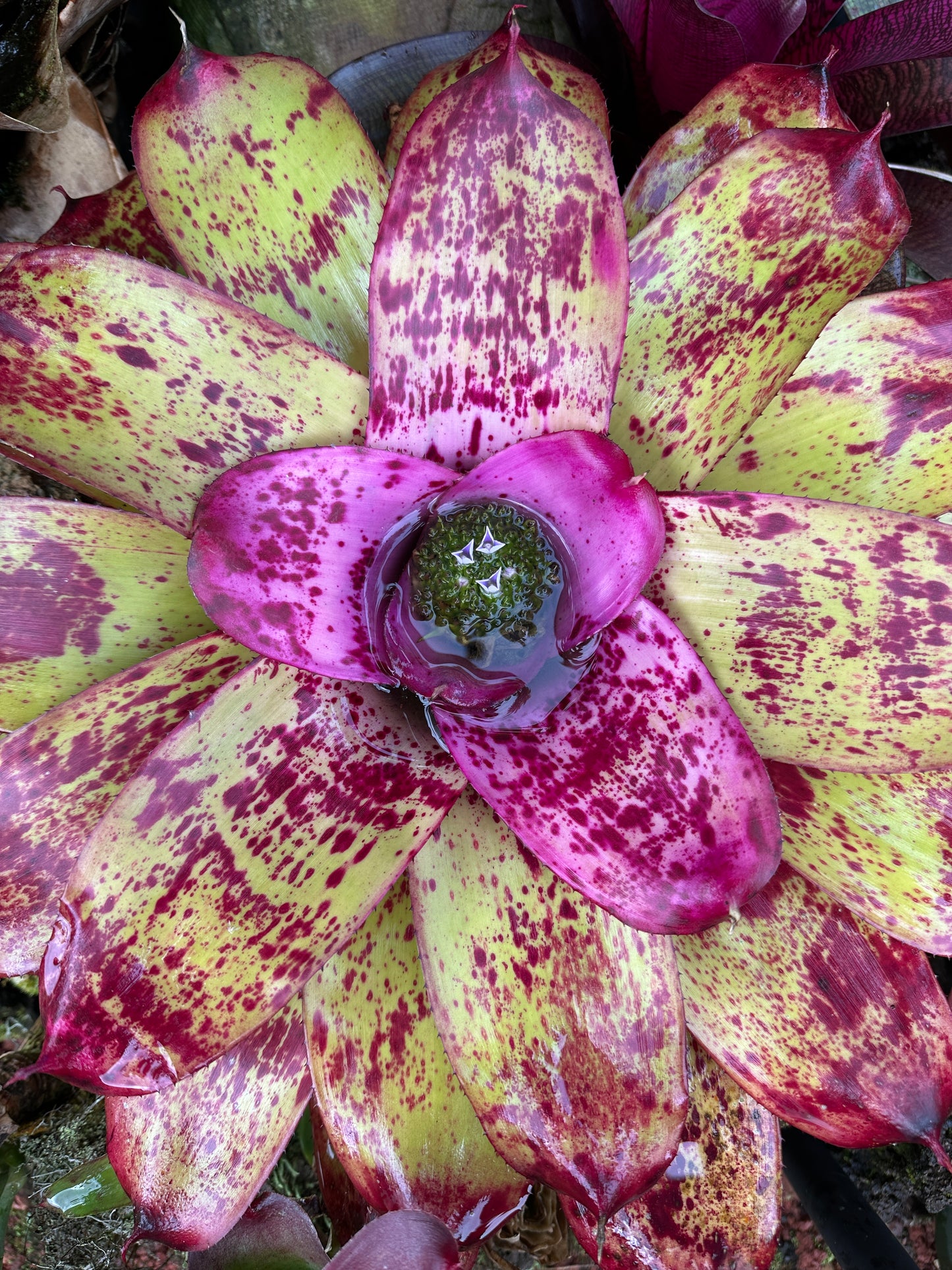 Neoregelia ‘Princess Annique’