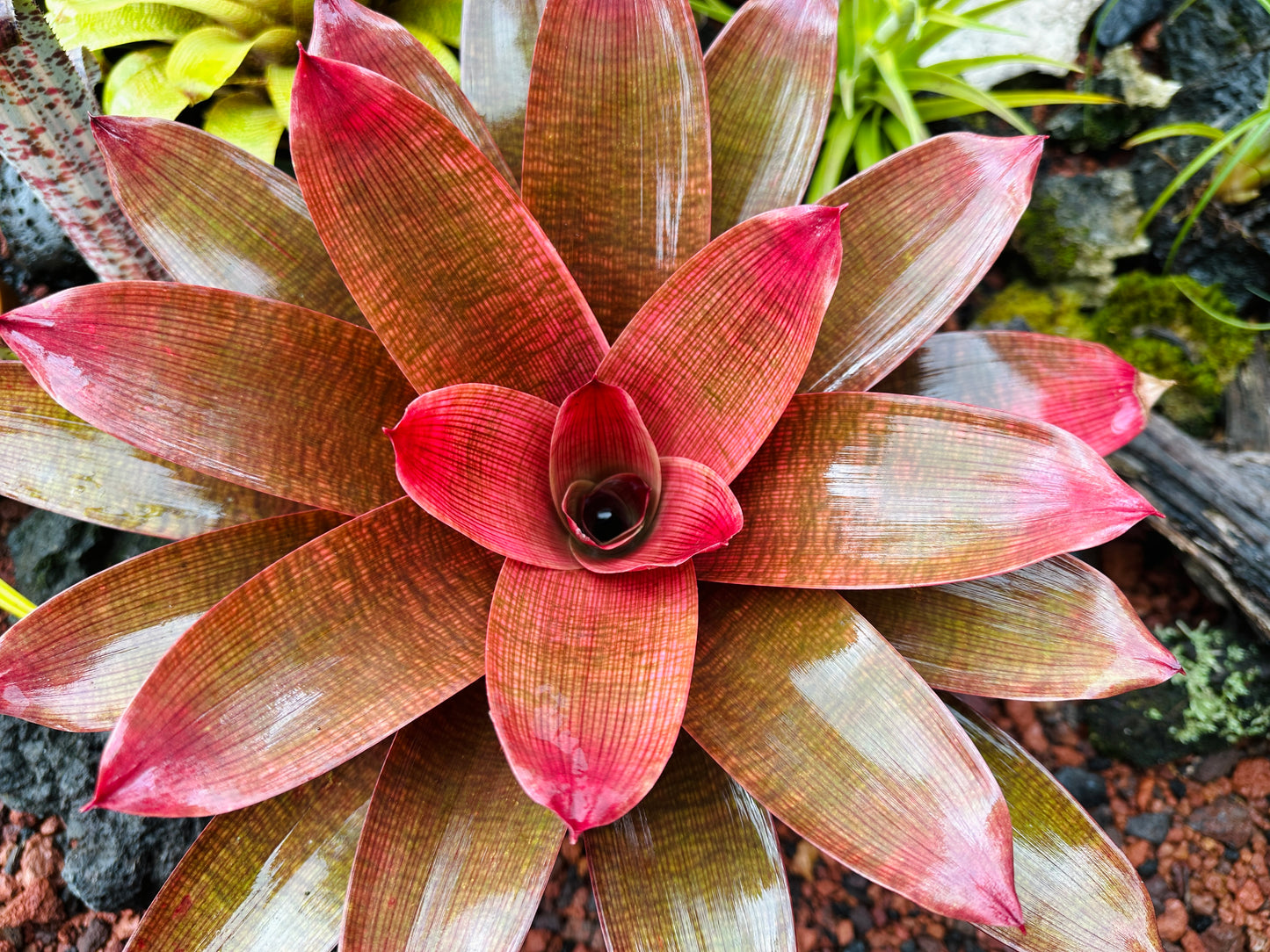 Vriesea ‘Ku’ulei’ cv. ‘Ula’ula