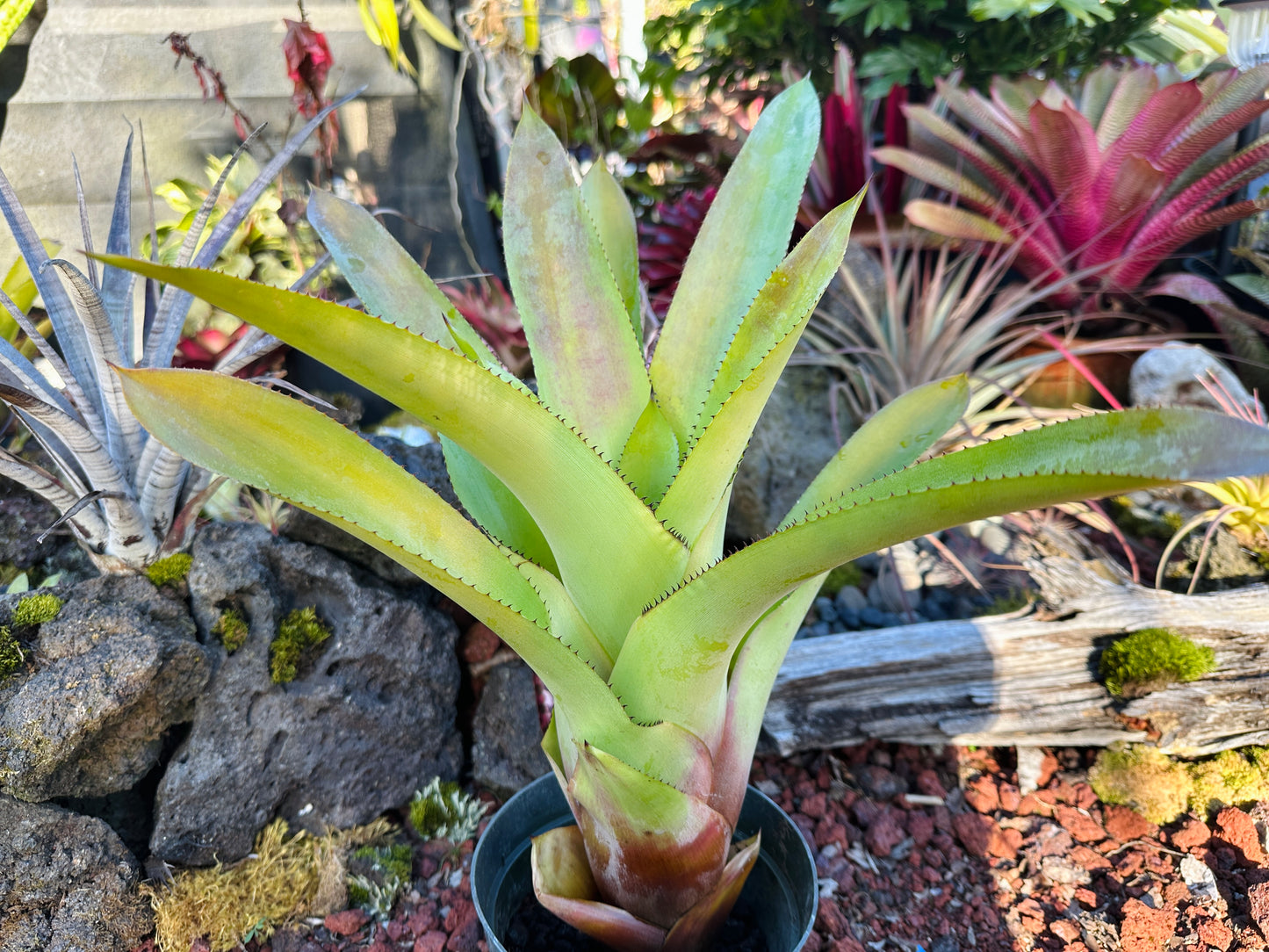 Hohenbergia ‘Razor Blade’