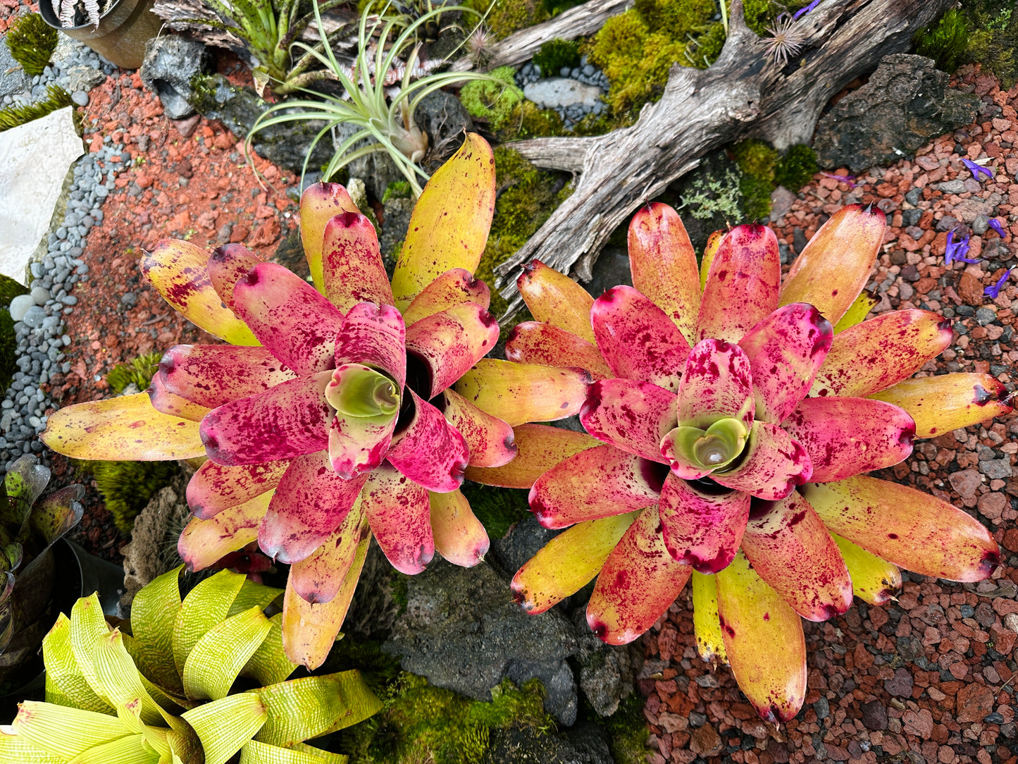 Neoregelia ‘Sao Paulo’ x ‘Arla Rutledge’