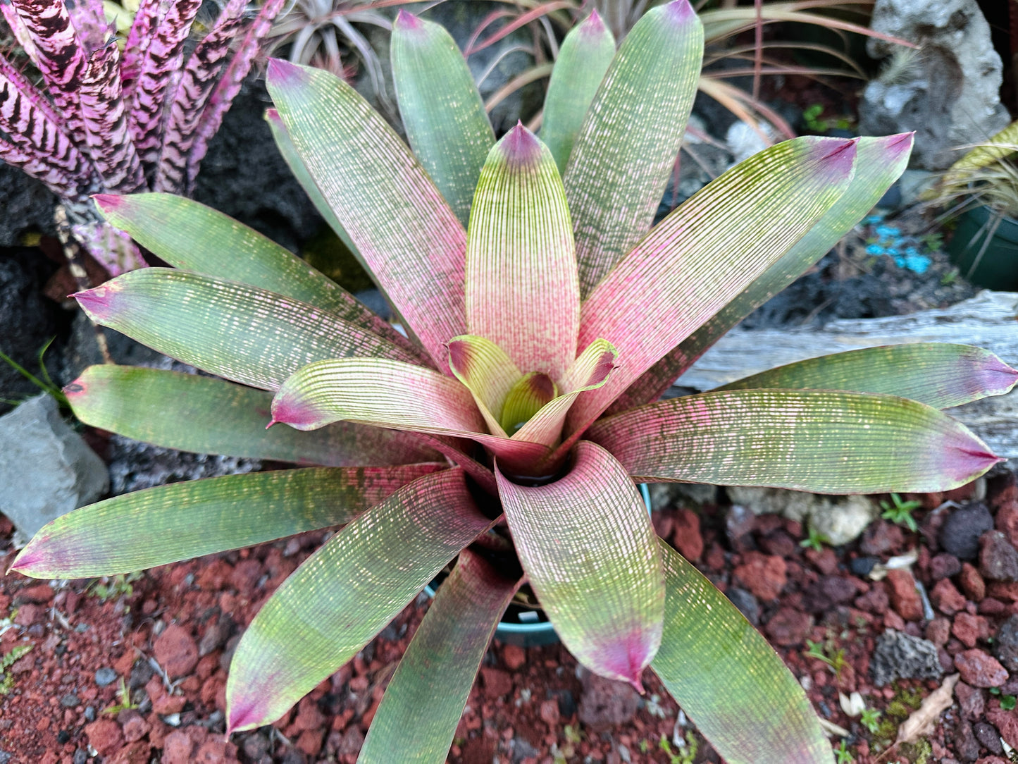 Vriesea ‘Kaumana’ x ‘Sakurai’