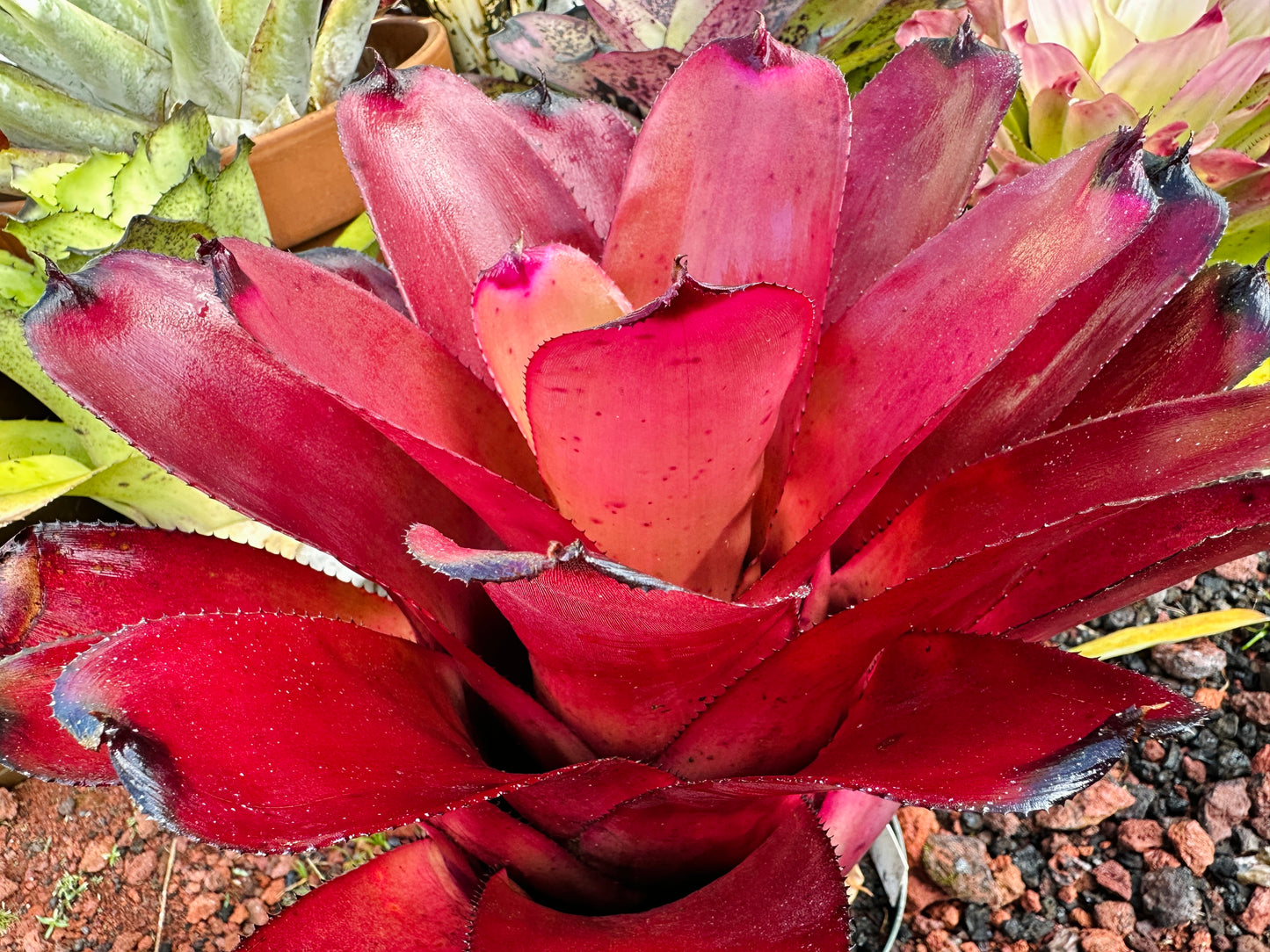 Neoregelia ‘Kilauea Tiger’