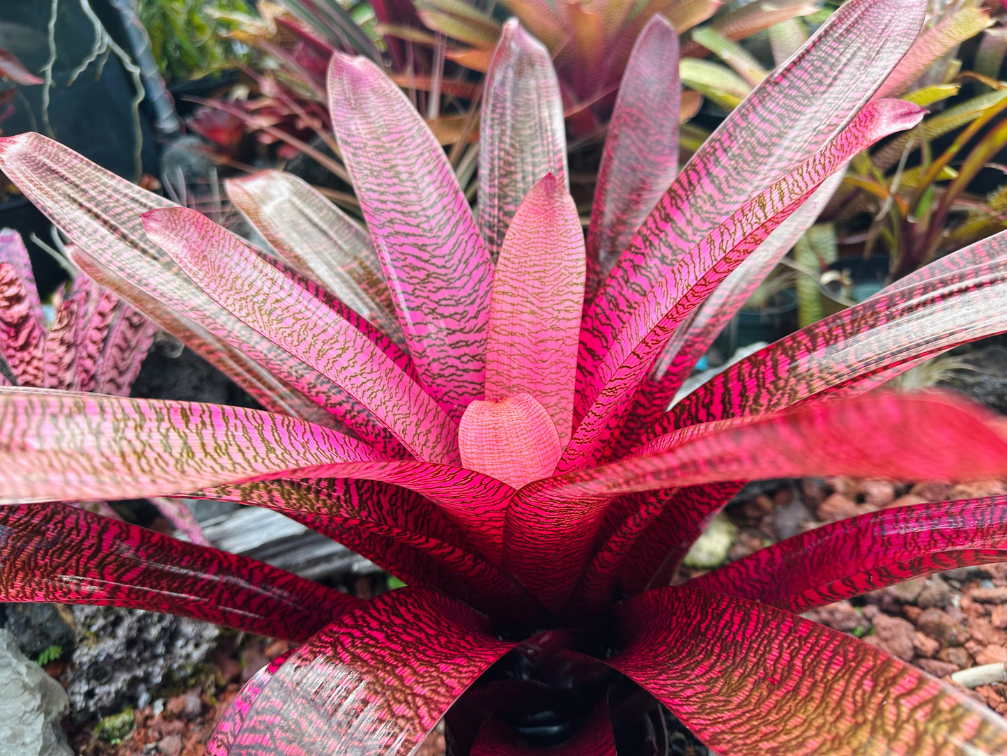 Vriesea ‘Kilauea Glow’