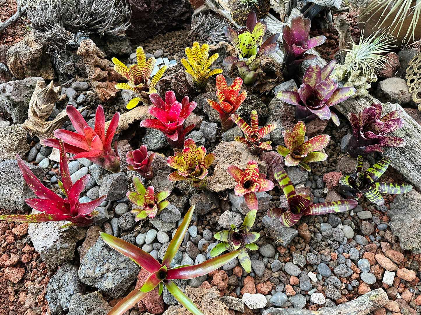 Assorted Neoregelia Minis
