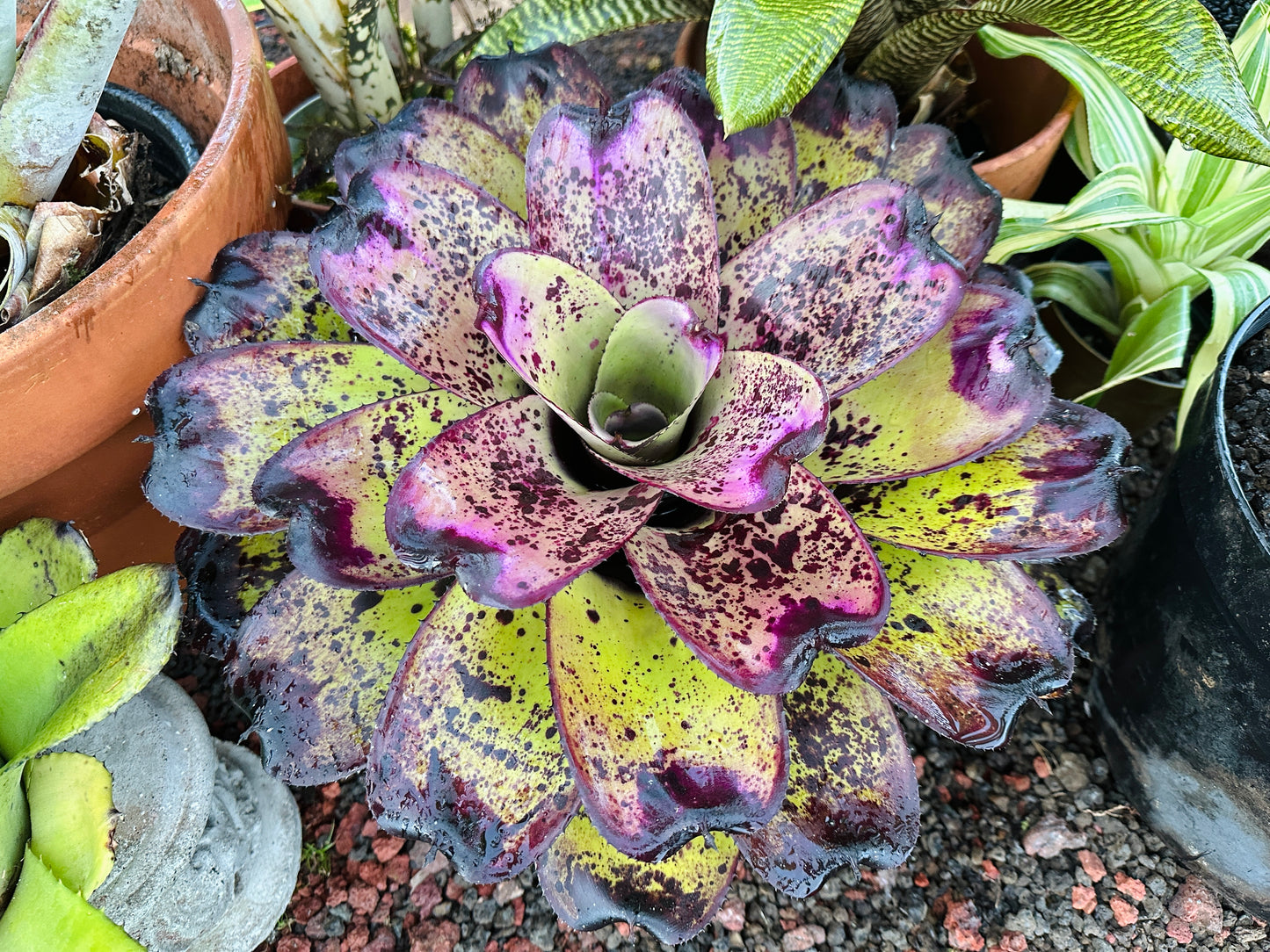Neoregelia ‘Royanne’