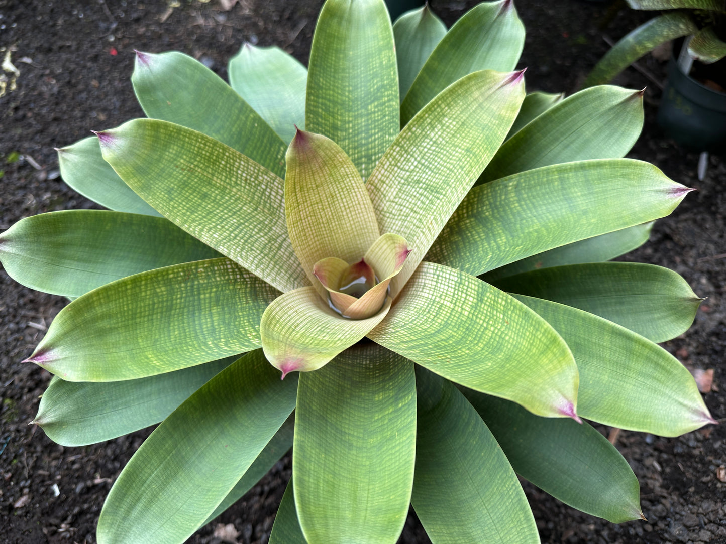 Vriesea ‘Pride of Hilo’ F2 x ‘Winds of Mauna Kea’