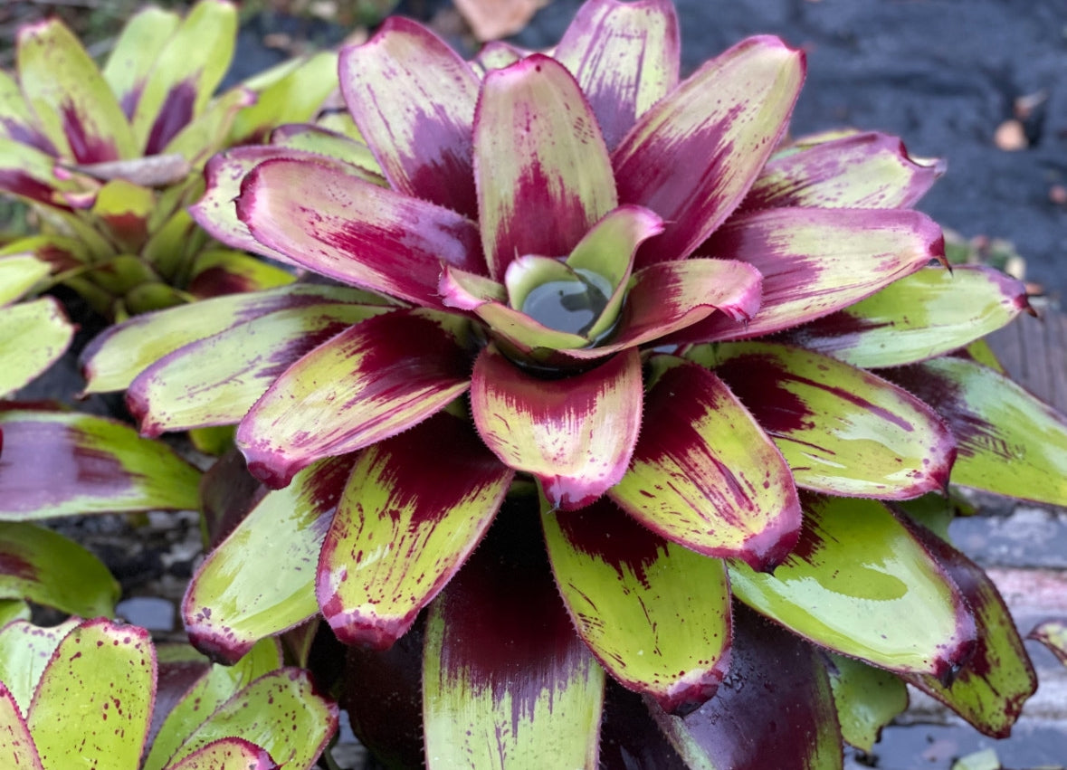 Neoregelia ‘Painted Delight’