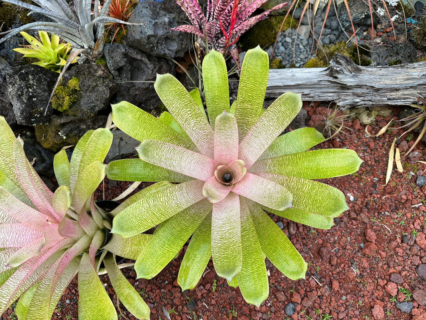 Vriesea ‘Annique’