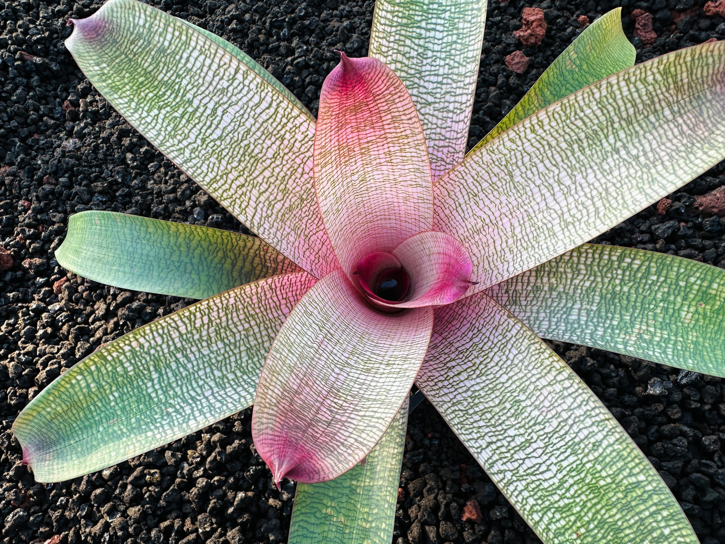 Vriesea ‘Hawaiian Peach’ F2