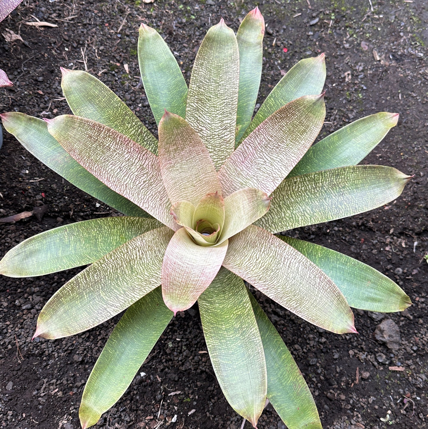 Vriesea ‘Kiku’ x ‘White Lighting’