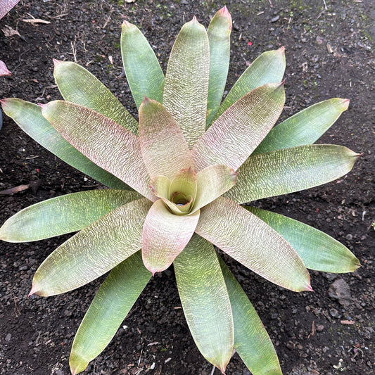 Vriesea ‘Kiku’ x ‘White Lighting’