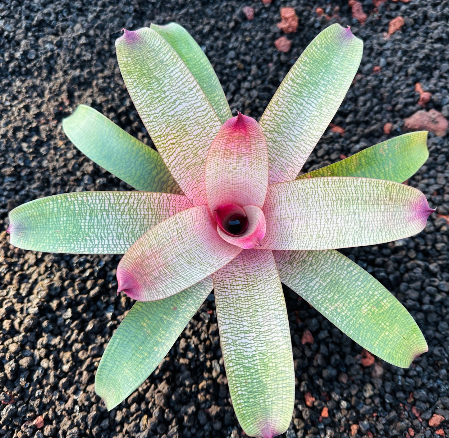 Vriesea ‘Hawaiian Peach’ F2