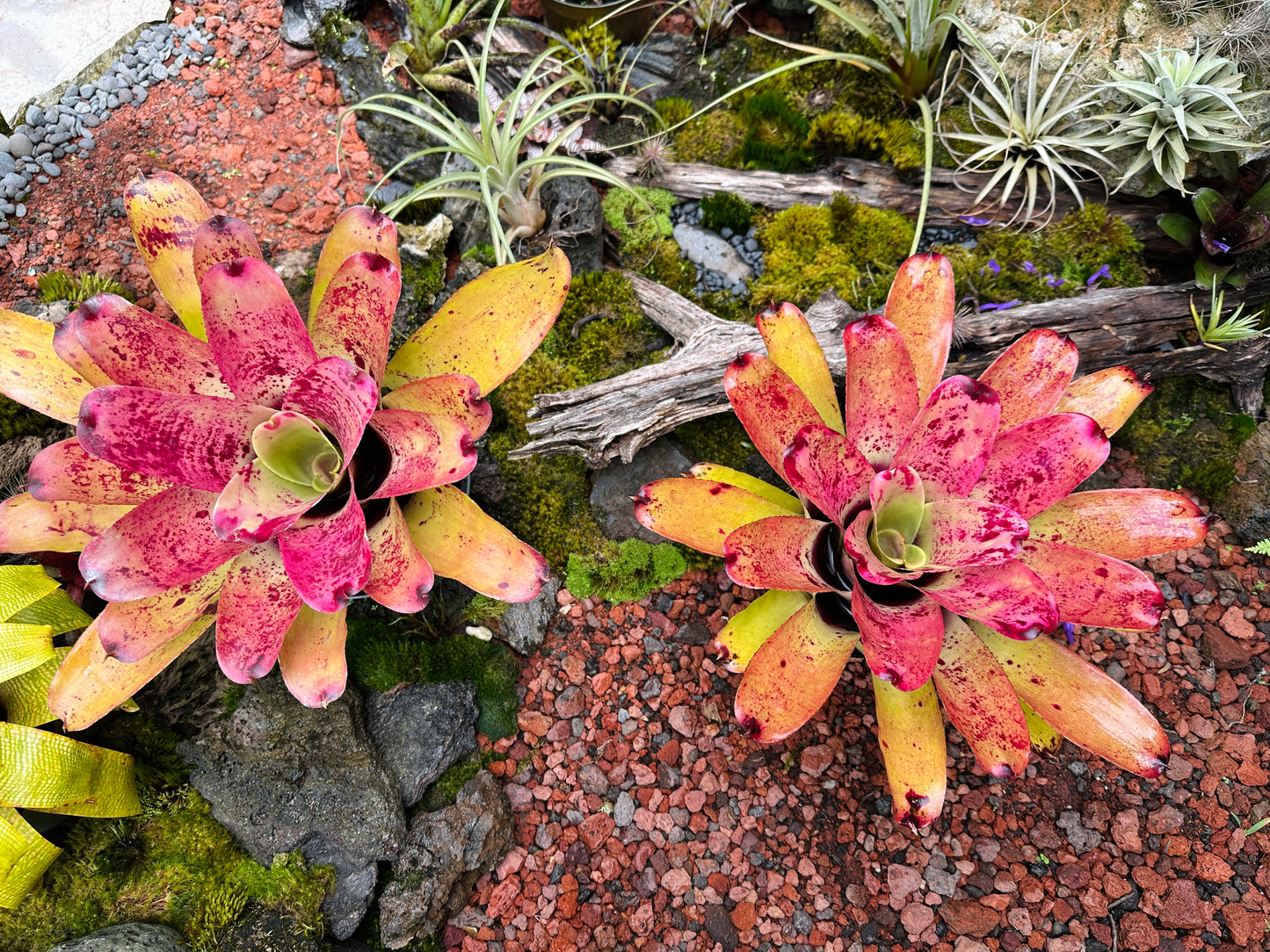 Neoregelia ‘Sao Paulo’ x ‘Arla Rutledge’