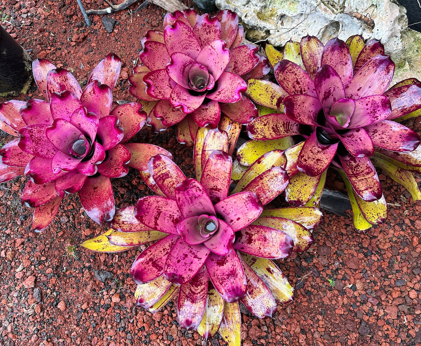 Neoregelia ‘Hawaiian Rainforest’