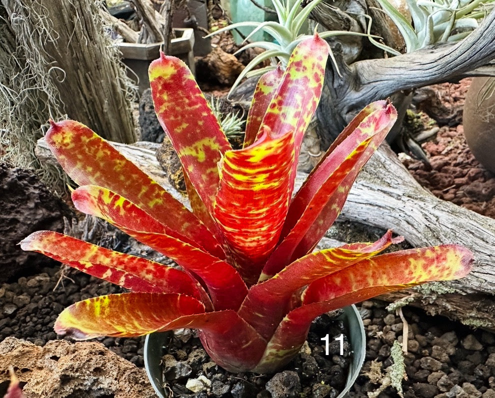 Assorted Neoregelia Minis