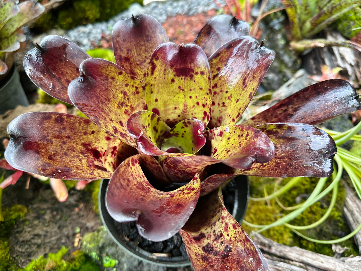Neoregelia ‘Blueberry Muffin’ x ‘Ninja’