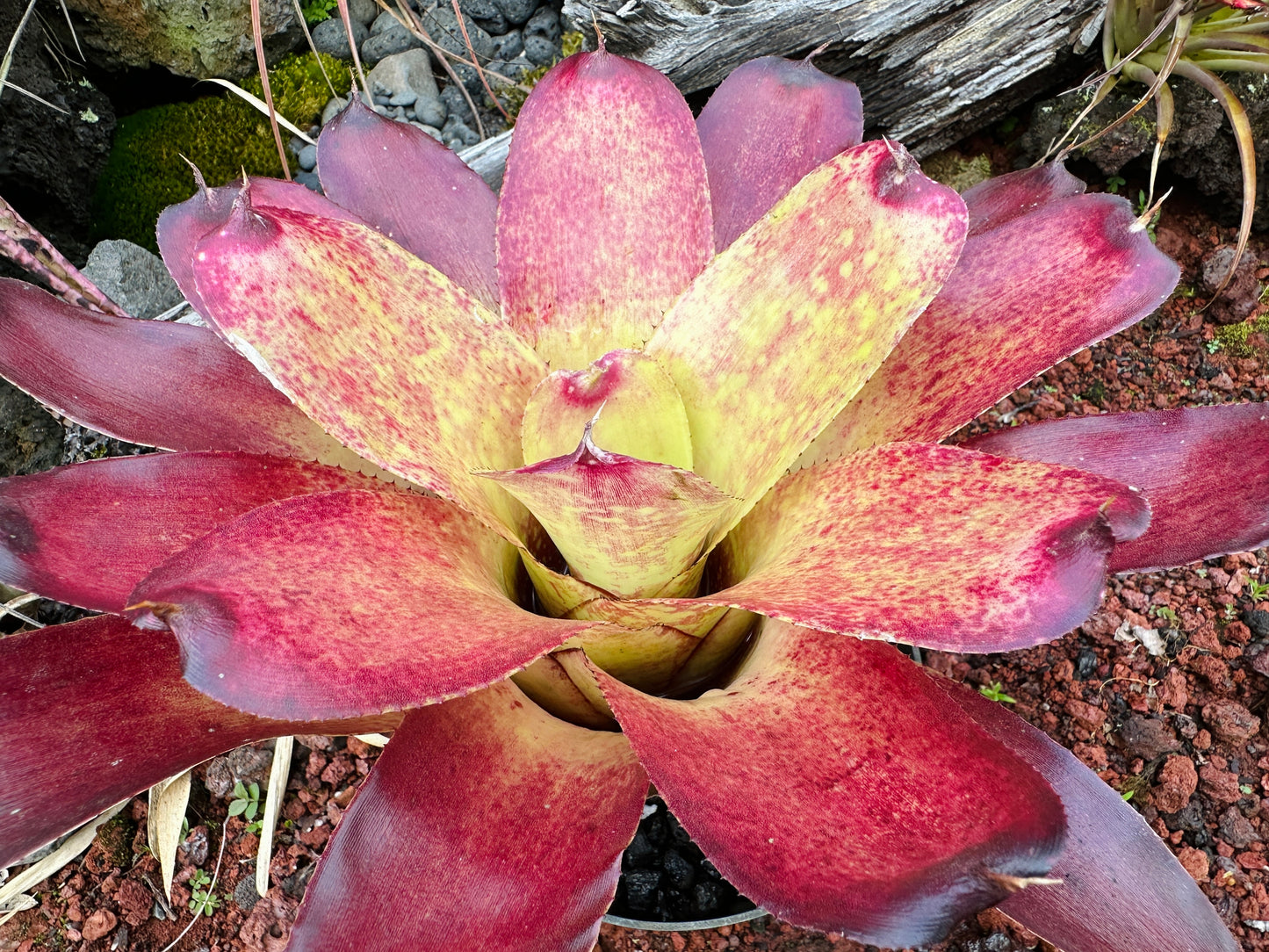 Neoregelia Gold Fever x (Carcharodon Tiger x Ornato)