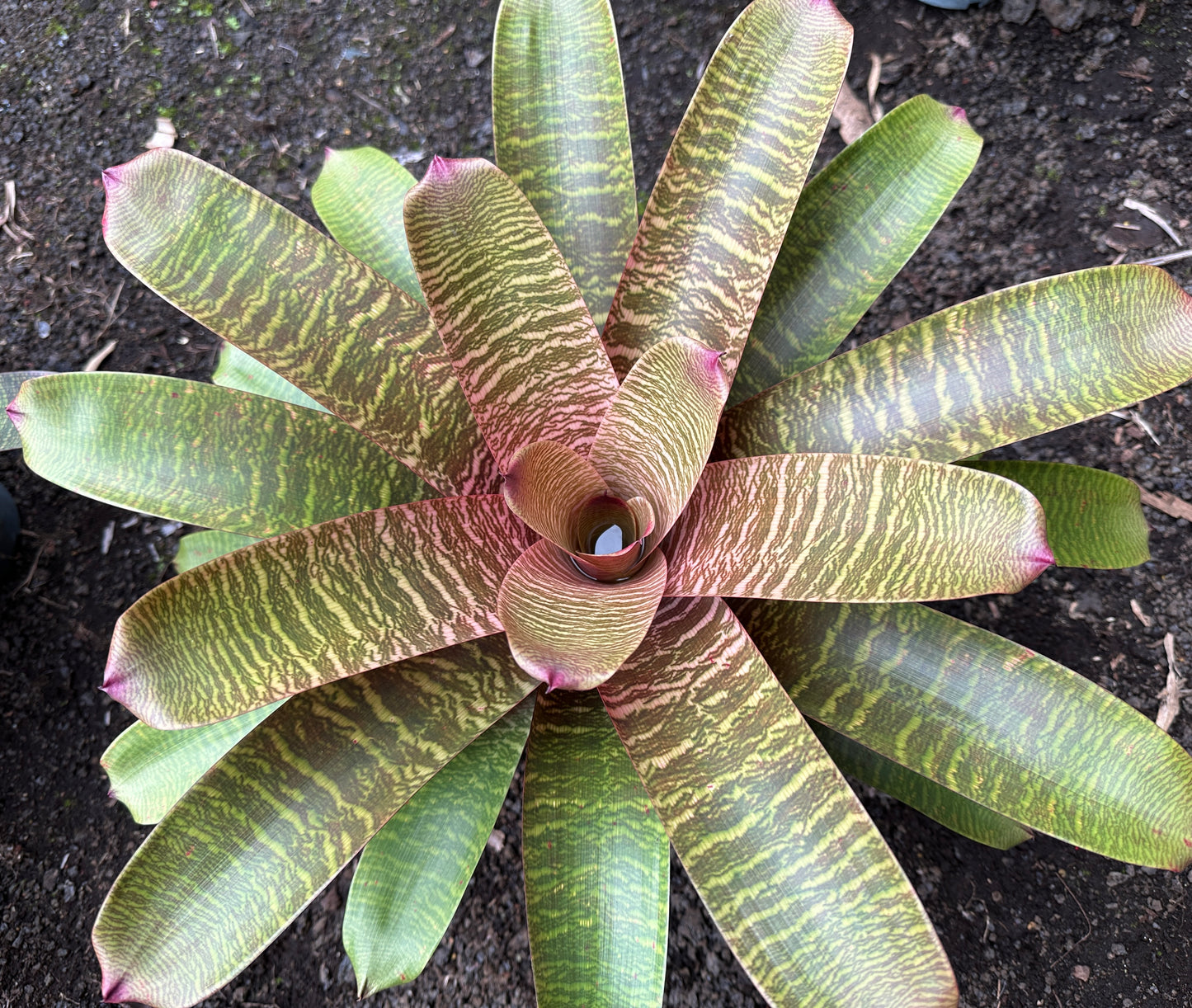 Vriesea ‘Haleiwa Sunset’