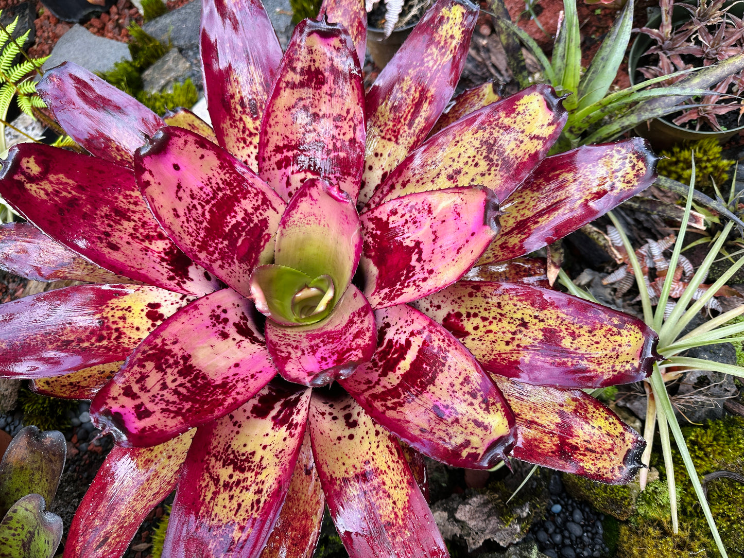 Neoregelia ‘Ninja’ x ‘Takemura Grande’