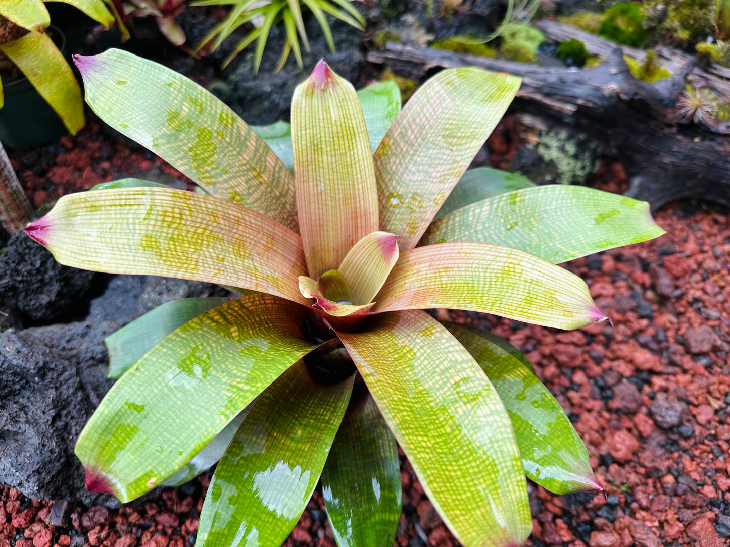 Vriesea fenestralis x ‘Golden Warrior’