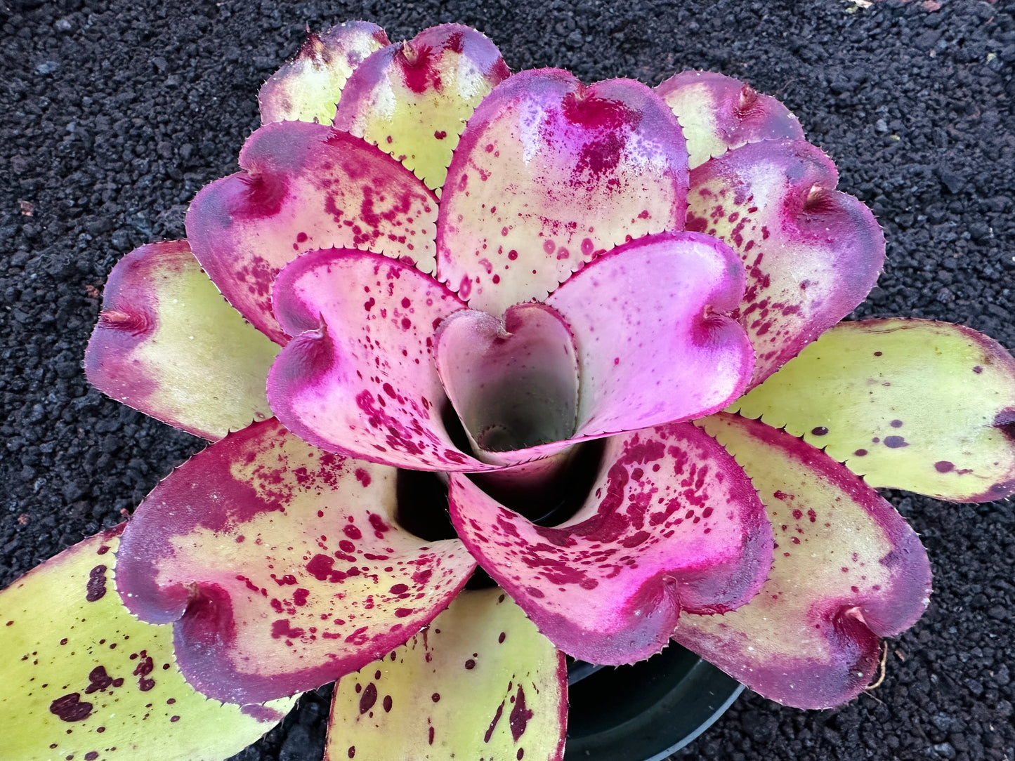 Neoregelia ‘Yokozuna’