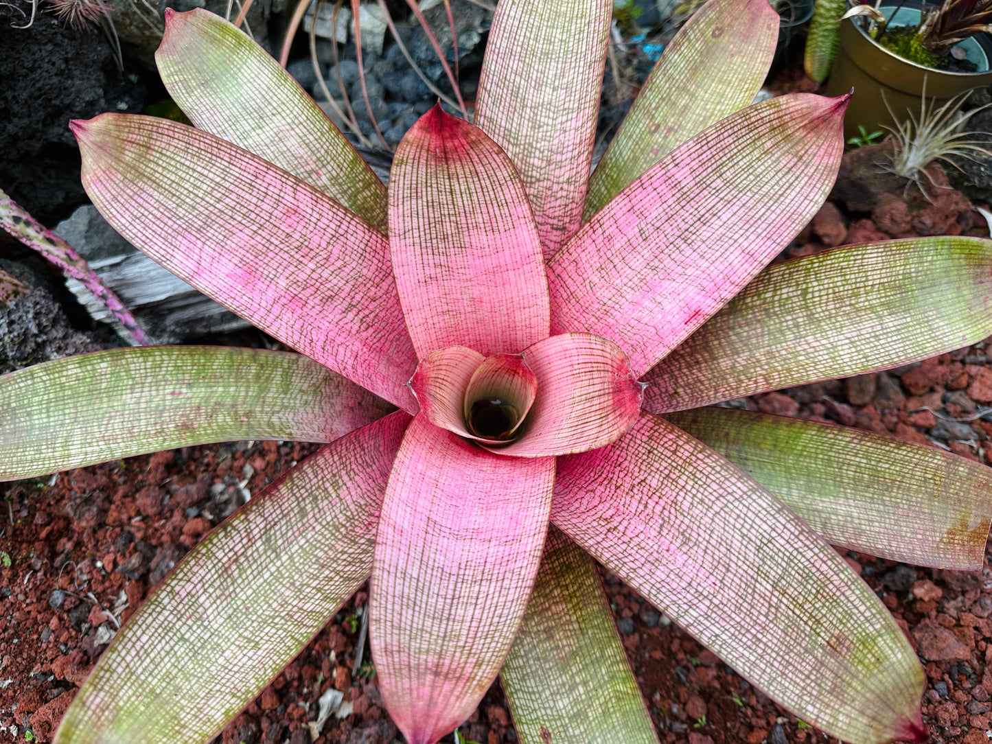 Vriesea ‘Emiko’