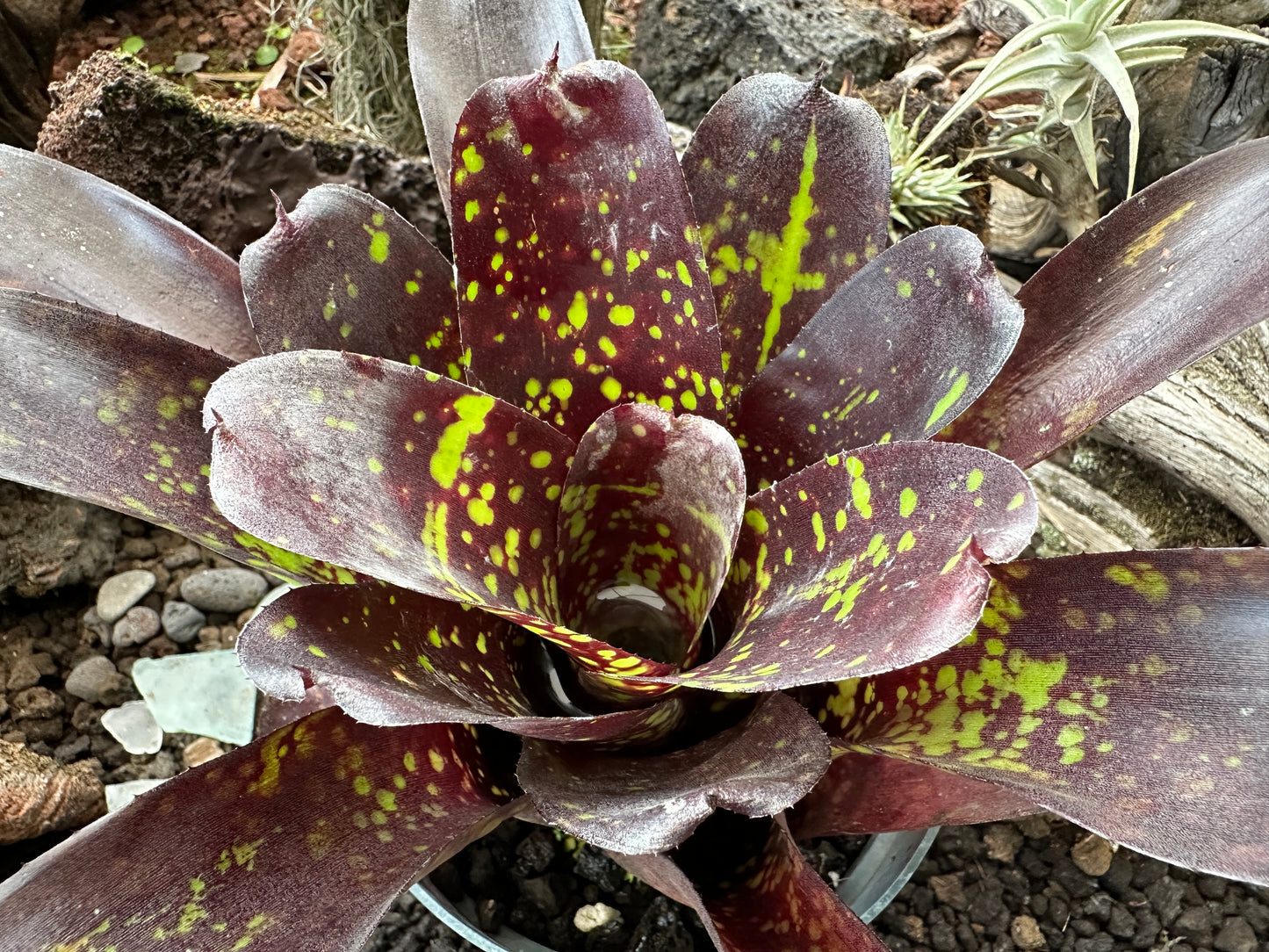 Neoregelia ‘Blueberry Muffin’ x ‘Jonathan Kajiwara’