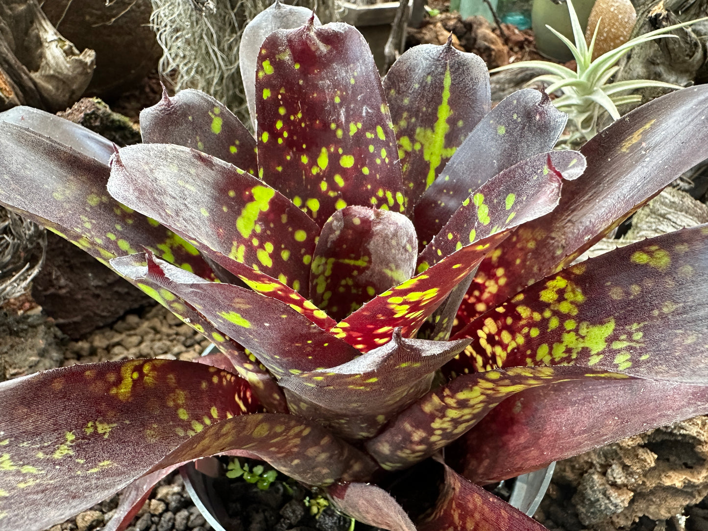 Neoregelia ‘Blueberry Muffin’ x ‘Jonathan Kajiwara’