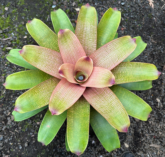 Vriesea fenestralis x ‘Hawaiian Ruby’