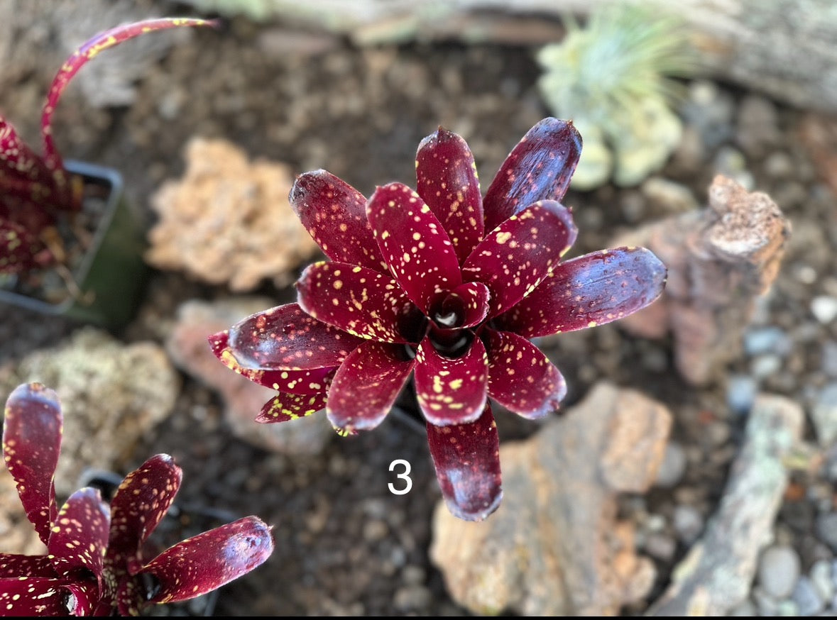 Assorted Neoregelia Minis