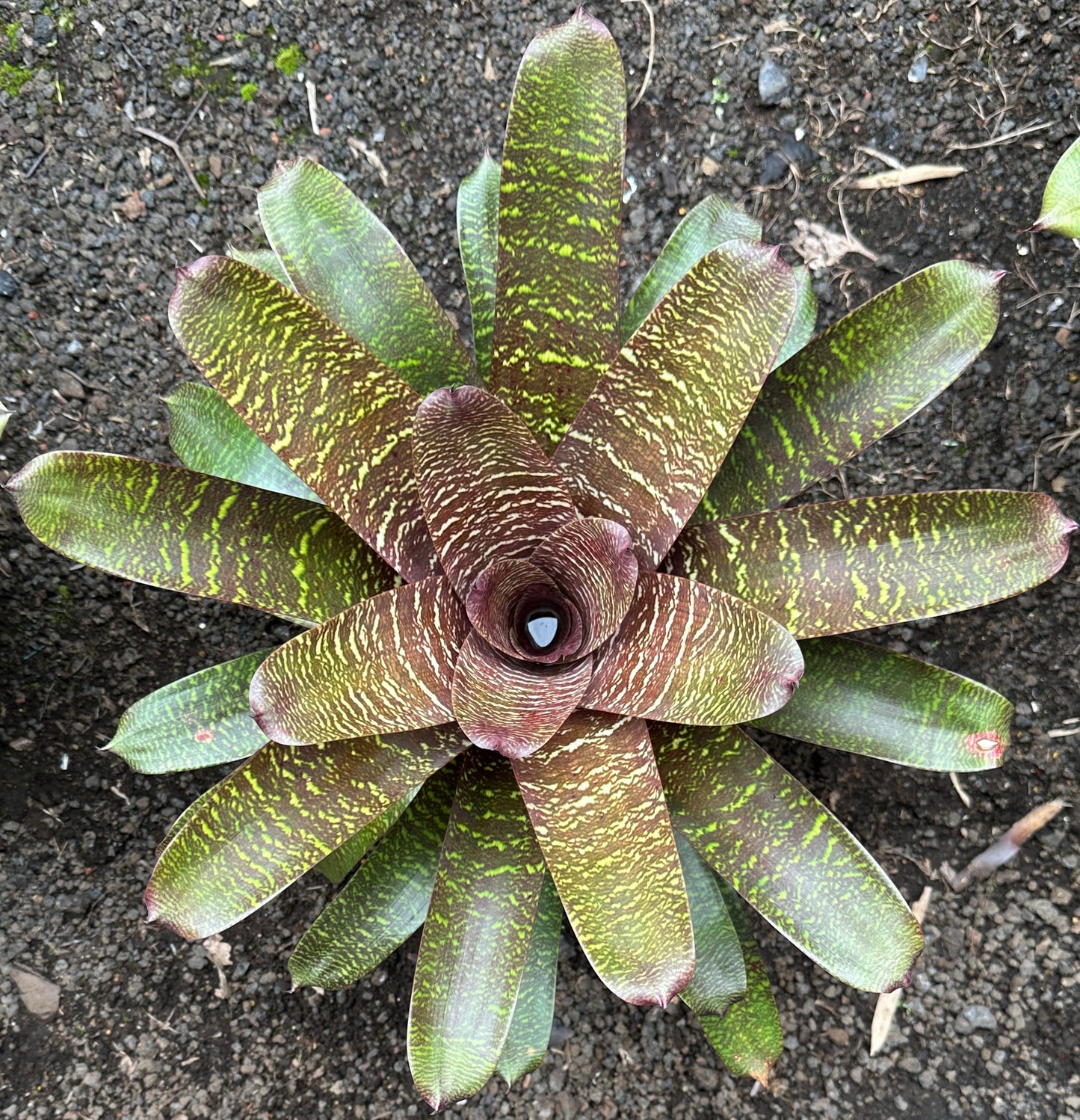 Vriesea ‘Patrice’