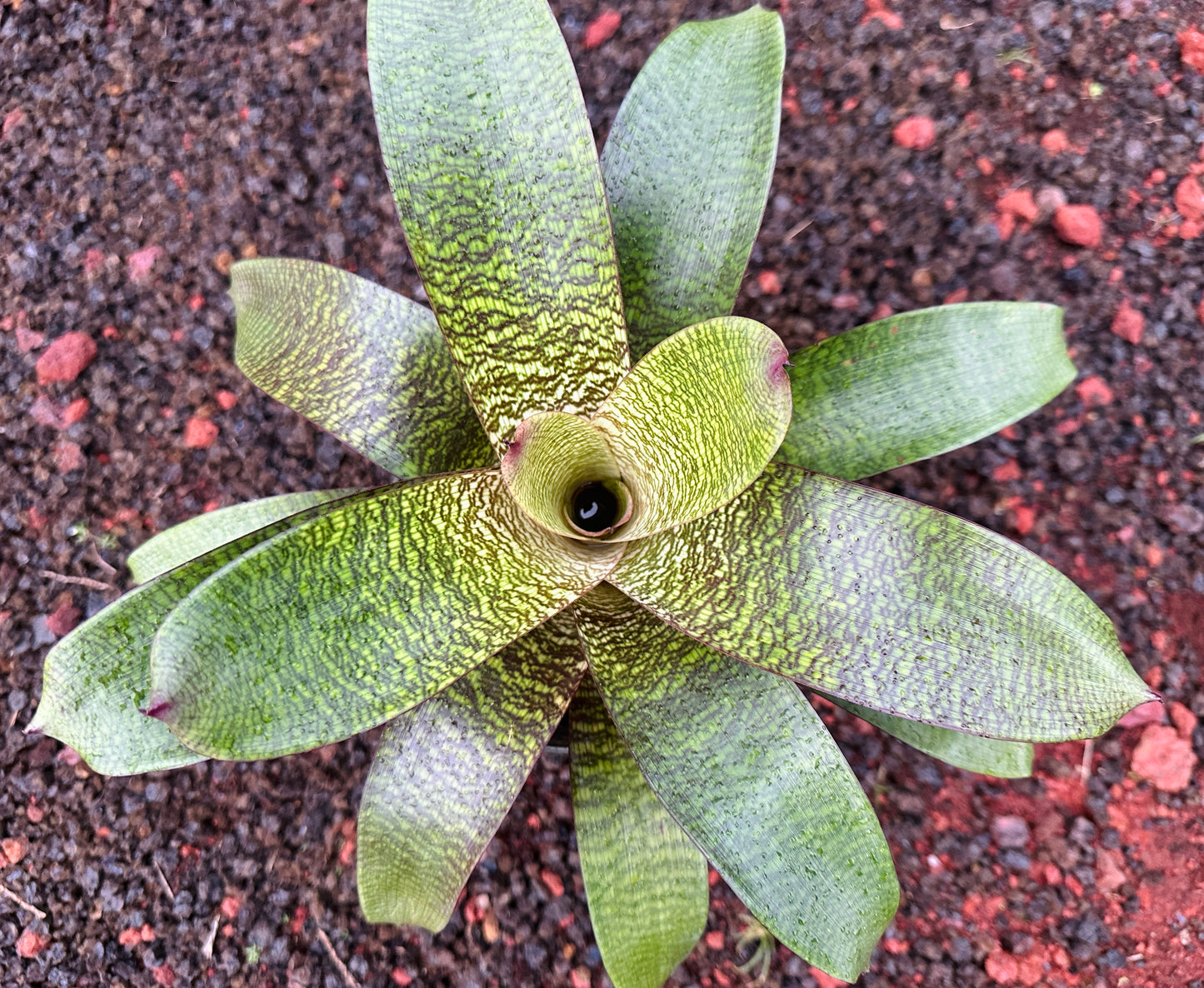 Vriesea ‘Puna Passion’ F2
