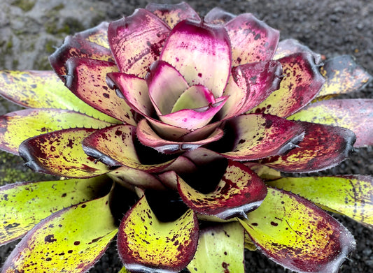 Neoregelia ‘Hawaiian Warrior’