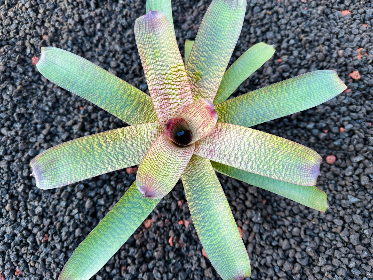 Vriesea (Hawaiian Ruby x Patrice) x ‘Kelci and Jeff’