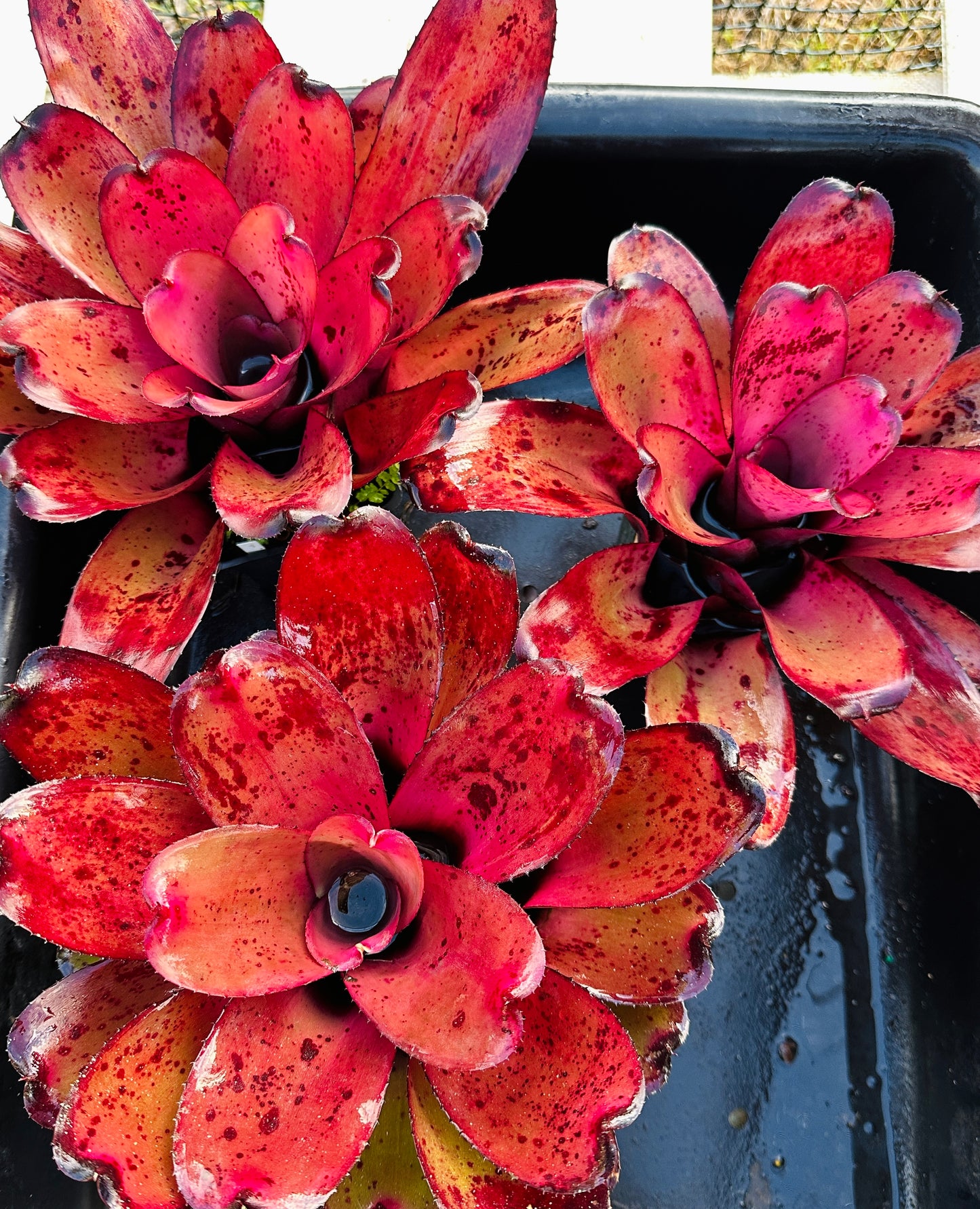 Neoregelia ‘King Kamehameha II’