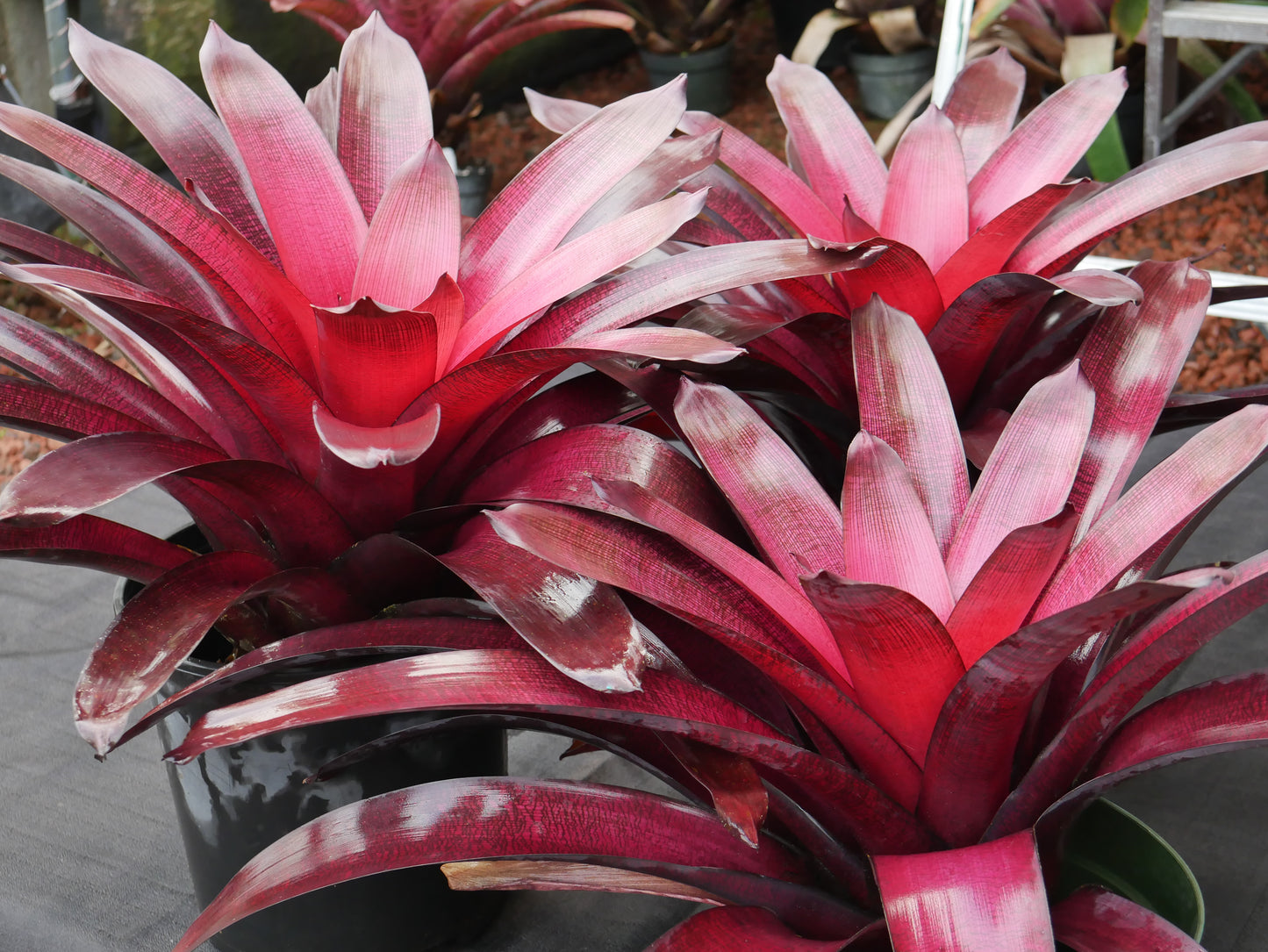 Vriesea ‘Red Dragon’