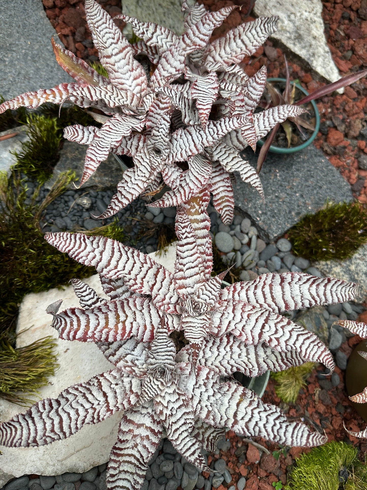 Cryptanthus Absolute Zero