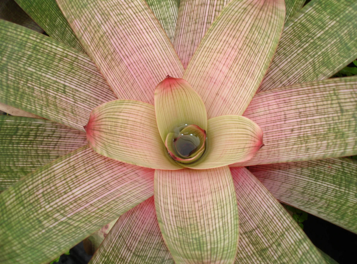 Vriesea ‘Hilo Rainbow’