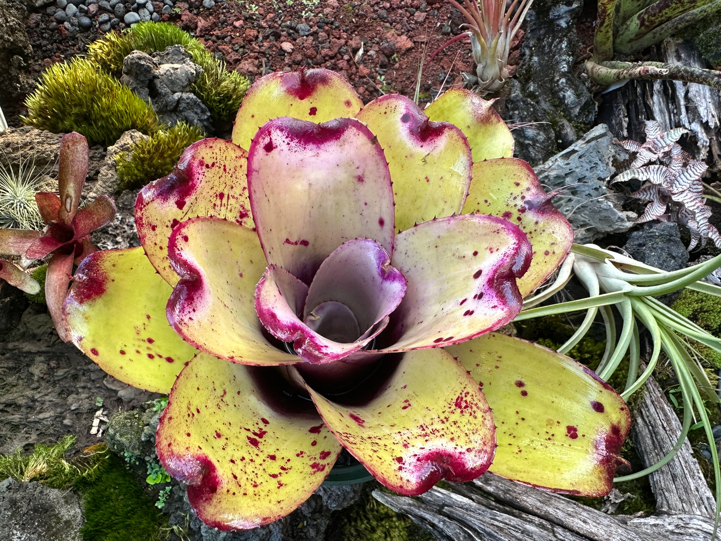 Neoregelia ‘Lilikoi’