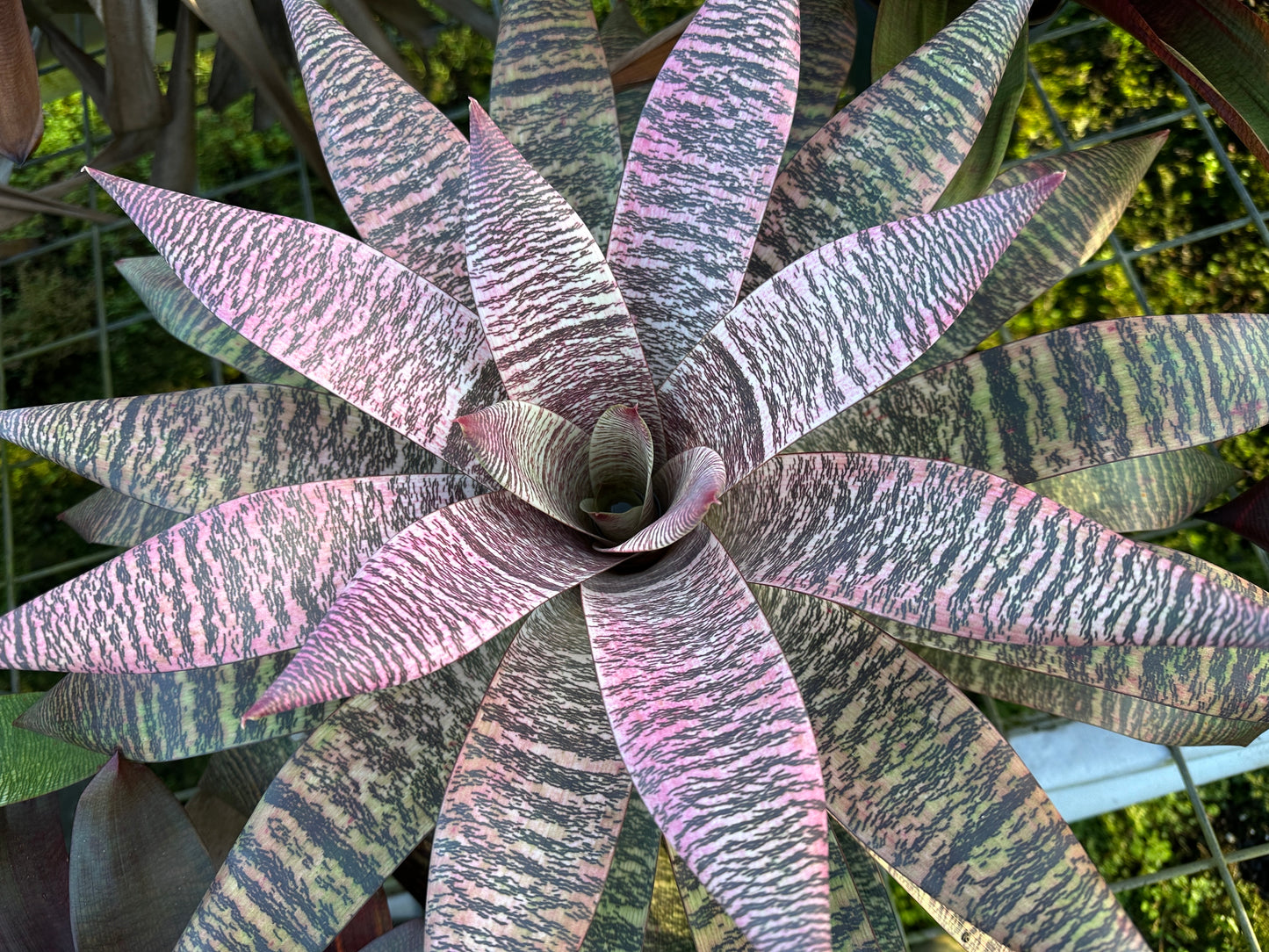 Vriesea ‘Ellen Yoshimura Harrell’