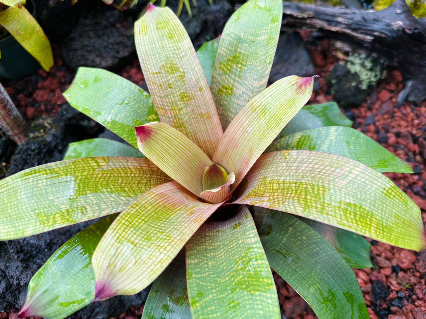 Vriesea fenestralis x ‘Golden Warrior’