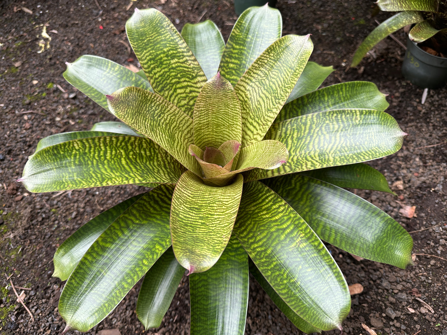 Vriesea hieroglyphica x ‘Ku’ulei’