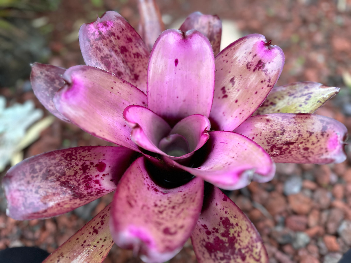 Neoregelia ‘Hawaiian Rainforest’