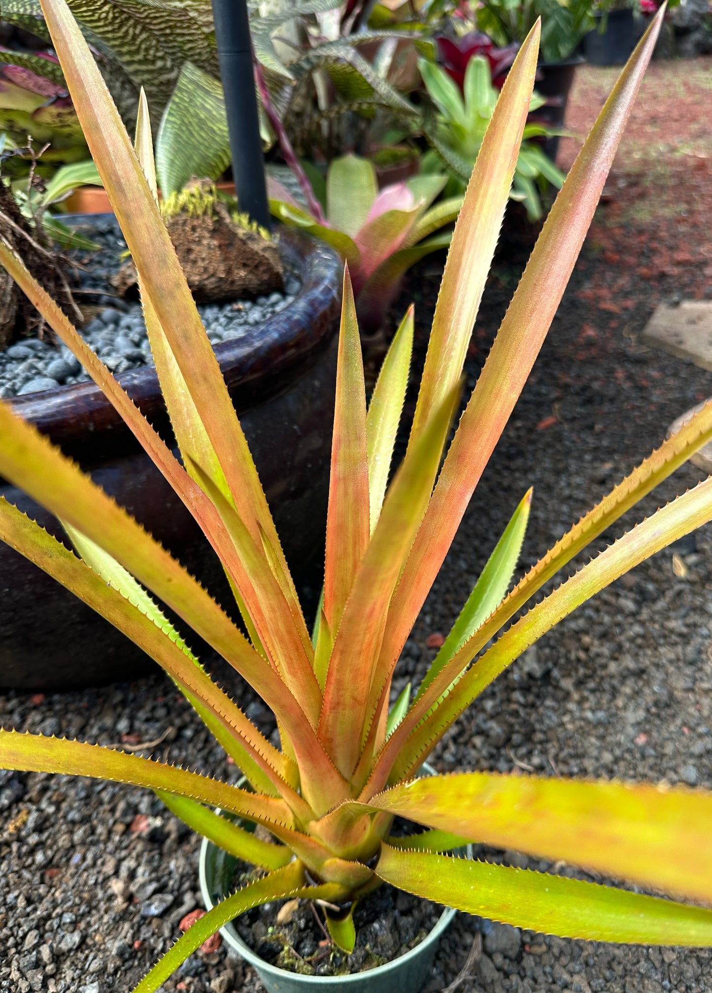 Aechmea biflora