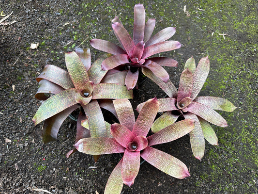 Assorted Vriesea
