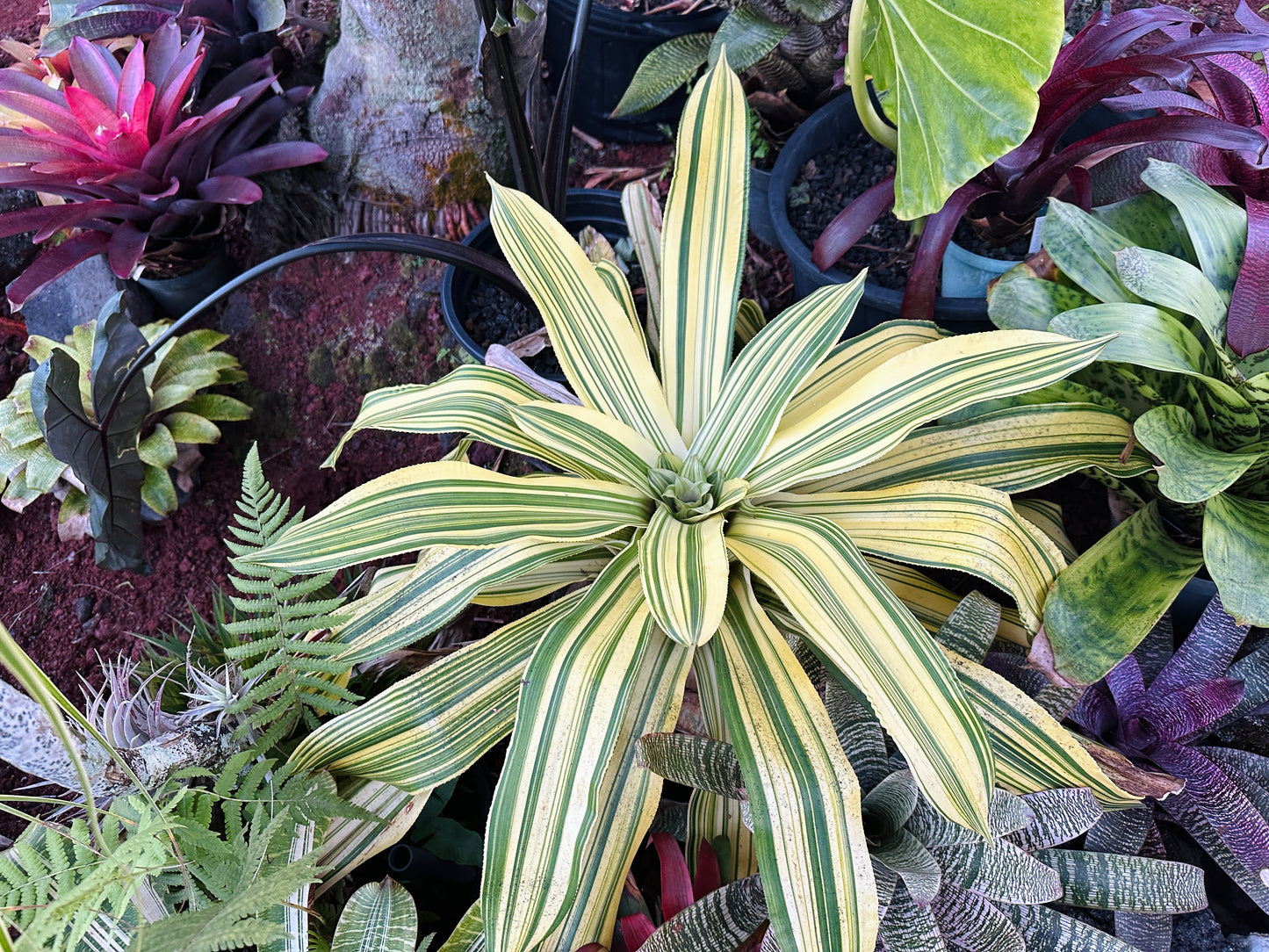 Nidularium innocentii